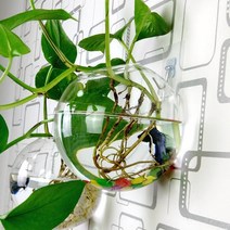 애완물고기 프로그비트 플래티 구피 부레옥잠 가습 쿠바펄 물배추 꽃병수족관 네온테트라 벽걸이 수족관 화분, 콤비네이션2(큰 만두 유리병 4개)