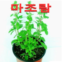 (성실농원A)마조람 화분(소)2개 허브식물