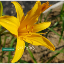 애기원추리 [4포트] (복남이네야생화 여름 야생화 모종 옐로우 백합 나리 원추리 붓꽃 iris 아이리스 lily 릴리 hemerocalli minor 노란꽃)