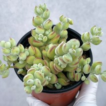 [ 풀풀다육 ] 펜던스 펜덴스 팬던스 팬덴스 팬댄스 다육 식물 국민 다육이, 펜던스 소품