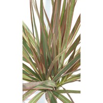 드라세나 마지나타 바이 80-100CM (화분포함) 외목대 (농장에서 바로 직송) - 공기정화 / 관상용 / 반려식물 - 꽃보러가자