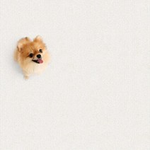 파크론 펫노리터 냄새케어 논슬립애견매트 포근하개아이보리 100 애견매트