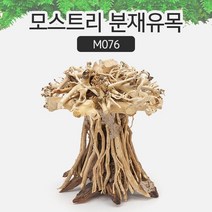 AM 모스트리 분재유목(S) M076