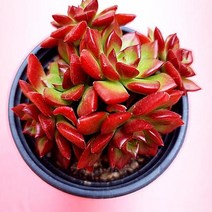 레티지아 다육이 5두 예쁜 다육 식물1큰5-30, 단품