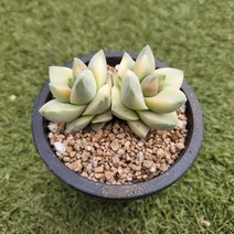 다육세상 다육이 기천금2두
