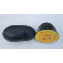 접목 흑피 블랙망고수박 모종 1주 5주 20주 [청주명품모종백화점 티움]