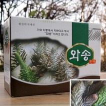 국내산 와송즙 와송엑기스 1박스 100MLX60P 건강엑기스 생와송즙, 와송즙1박스