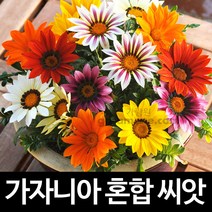 가자니아 씨앗 꽃씨 종자 야생화 gazania seeds 30알
