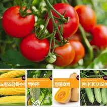 열매 채소 씨앗 모음_마이플랜트 오이 호박 고추 방울토마토 씨앗 종자 베란다텃밭 주말농장, 로얄블랙수박
