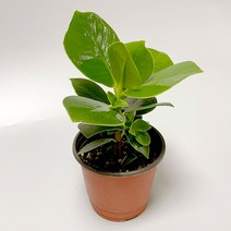 크루시아 실내공기정화식물 미니식물 소형 화분포트 키우기쉬운식물 실내화초 키우기쉬운식물 사무실식물