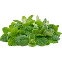 애플민트 허브 생잎 100g 모히또 칵테일장식, 애플민트 100g
