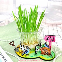 오렌지몰 새싹 밀 보리 키우기+관찰일지 1064081