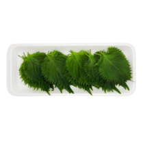 시소잎 시소 1팩 25장