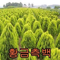 황금측백나무 삽목1년묘(어린묘목) 20그루 나무 묘목 꽃나무 유실수 과일나무 조경수 울타리나무