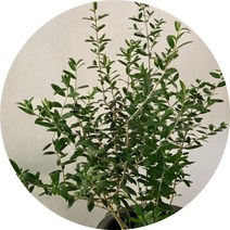 올리브나무 60~80cm 올리브화분 유실수, 1개