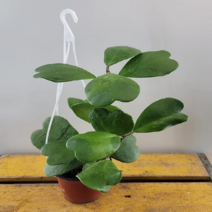 하트호야걸이 ( 재입고), 1개