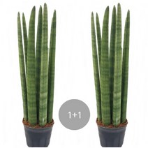 트리앤 1+1 스투키40cm 7촉이상 1개