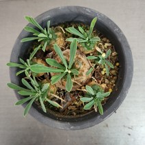 05~15cm 아미산 소품 다육식물 39