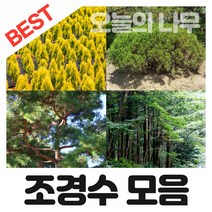 합리적 가격의 우수한 조경수나무묘목 종합(왕벚 소나무 영산홍 남천나무등), 07.백철(흰색)5주묶음