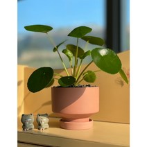 자르댕포레 필레아페페 로미오이데스 귀여운식물 동전식물 돈들어오는식물 감성식물 공기정화식물 실내식물 반려식물