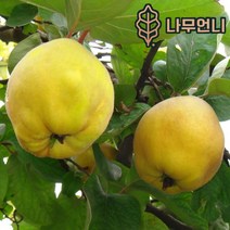 모과나무 모과 유실수 정원수 나무언니, 미인모과 접목1년 특묘