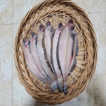 감포 울산 해풍반건조 참가자미 미주구리 납세미 수협가자미 24cm이상, 선택6.24cm-26cm 15미