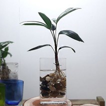 관음죽 수경재배 유리화병포함