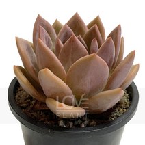 핑크샴페인(중품)-샴페인/에케베리아계/붉은색잎/다육