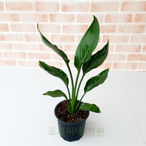 도희씨네 정원>> 꽃피는 극락조 소형 120″ class=”wr-img”></a></div>
</div>
</div>
</div>
<div class=