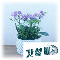 PFA052 사돈/추석 명절선물 서양란 꽃/호접란/화분 추천/인싸템 발송배달