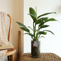[plant] 공기정화식물 - 스파티필름 수경재배세트, 단품