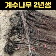 핫딜몬 계수나무묘목 2년생 실생 특묘 정원수, 1개