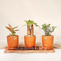 1+1 키우기 쉬운 실내 공기정화식물 선물용 반려식물 14종 바소 토분(+화분받침) 금전수 로즈마리 유칼립투스 율마 고무나무 몬스테라 산세베리아 스투키 파키라, 11_올리브나무, 14_파키라(목대3)
