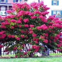 세종식물원 정원수 조경수 칠자화 묘목 포트