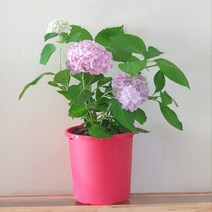 수국 9종 대품 목수국 엔들레스썸머 오리지널 더브라이드 블룸스타 트위스트앤샤우트 7치 화분, 5. 오리지널(7치화분)