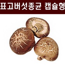 표고종균 1판(606알) 표고버섯종균 버섯종균 참나무 표고 성형 접종형 캡슐형, 표고종균 6판(3636알)