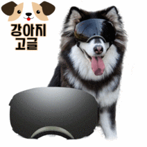 리빙스캔들 강아지 고글 대형견 선글라스 중형견 안경 애견 눈보호, 블랙-블랙렌즈