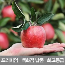 영화청과 국내산 사과 5kg 프리미엄 백화점 납품 감홍 문경 시나노 골드 청송 홍옥 양광 미니 홍로 엔비, 1개
