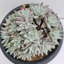 [메카다육]17-0417 화이트그리니(두들레야) 화분포함 다육식물, 1개