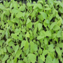 (성실W)수리취모종(떡취) 100개