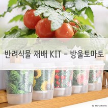 NAI397956키우기쉬운 반려식물 미니화분 재배 세트 방울토마토, 상세페이지 참조
