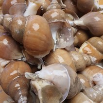 노씨네수산 동해안 포항 1kg 소 백골뱅이 백고동, 1, 본상품선택