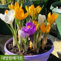 크로커스 구근 8종 (5구) 알뿌리 추식구근, 02. 아드쉰크 5구