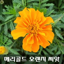 [해피플라워] 눈 건강 루테인 꽃차 만들기 메리골드 오렌지 씨앗 100립 / 봄 파종 꽃씨