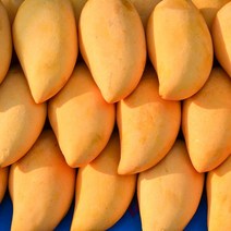 필리핀 카라바오 망고 생망고 골드망고 소과 중과 대과 6과 12과 망고선물세트, 망고 12과 중과 (개당 225g 내외)