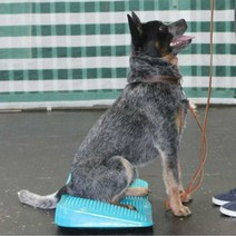 반려견 짐볼 강아지 놀이 훈련 균형 펫 스쿼트 피트니스, 경사면