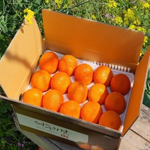 - 7일간반짝할인 - 제주 카라향 1.5kg 2.5kg(가정용) 나른한 봄을 깨우는 싱그러운 과즙이 팡팡!!, 3.5kg(23-32수  가정용)