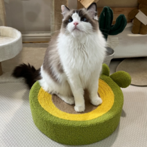 PETCA 아보카도 반영구 고양이 침대 소파 평판형 스크래쳐 지름 40cm, 그린