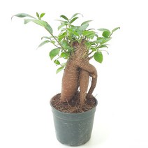 인삼고무나무(소) 실내공기정화식물 공기청정식물, 1