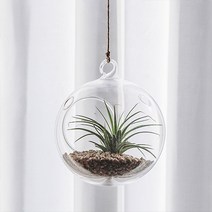 펫플랜트 실내공기정화식물 틸란드시아 이오난사 유리볼 플랜테리어, 2.틸란+유리볼10cm(끈50cm)+세척마사토